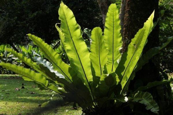 鳥巢蕨怎么養 鳥巢蕨養殖方法與注意事項
