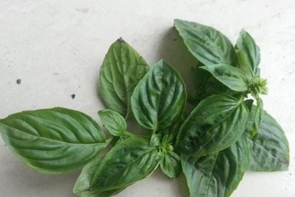 什么是羅勒葉 羅勒產地在哪里