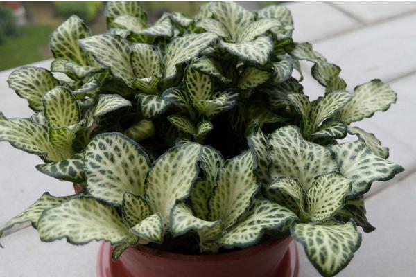 網紋草怎么澆水（多久澆一次） 網紋草怎么施肥