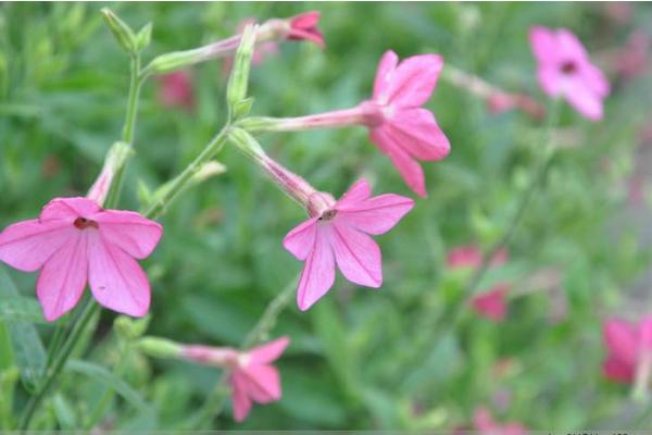 花煙草怎么種 花煙草種植方法與注意事項(xiàng)