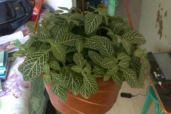 網紋草怎么養 網紋草養殖方法與注意事項