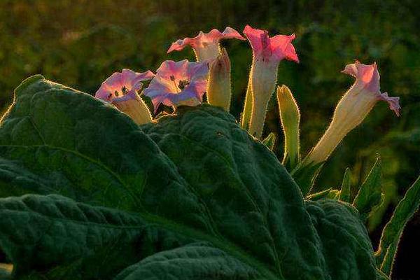 花煙草怎么種 花煙草種植方法與注意事項(xiàng)