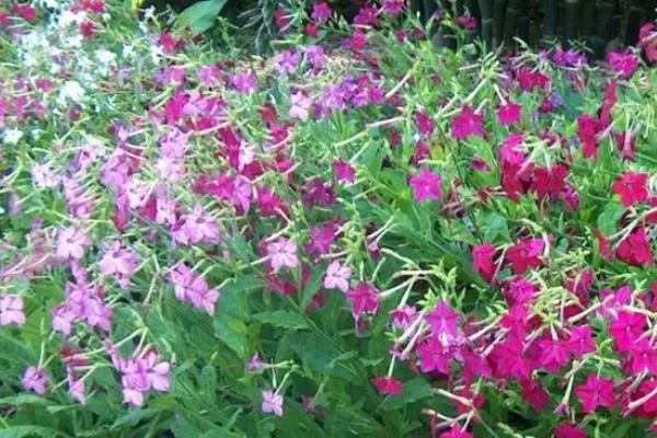 花煙草怎么種 花煙草種植方法與注意事項(xiàng)