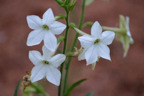 花煙草怎么種 花煙草種植方法與注意事項(xiàng)