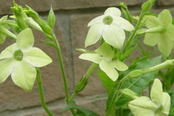 花煙草怎么種 花煙草種植方法與注意事項(xiàng)