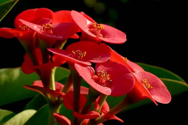 虎刺梅葉子變黃怎么辦 虎刺梅掉葉子的原因及解決方法