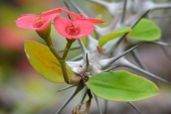 虎刺梅葉子變黃怎么辦 虎刺梅掉葉子的原因及解決方法