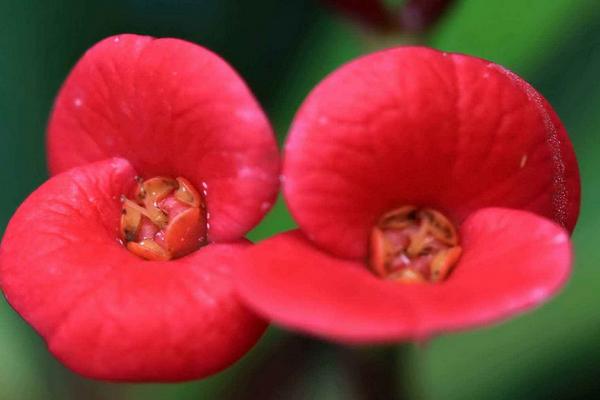 虎刺梅葉子變黃怎么辦 虎刺梅掉葉子的原因及解決方法
