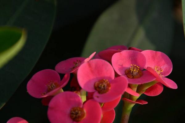 虎刺梅葉子變黃怎么辦 虎刺梅掉葉子的原因及解決方法