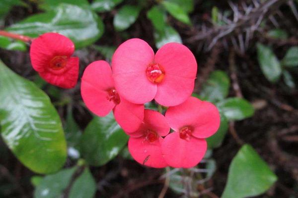 虎刺梅葉子變黃怎么辦 虎刺梅掉葉子的原因及解決方法