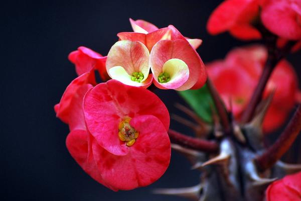 虎刺梅怎么澆水（多久澆一次） 虎刺梅適合在室內養殖嗎