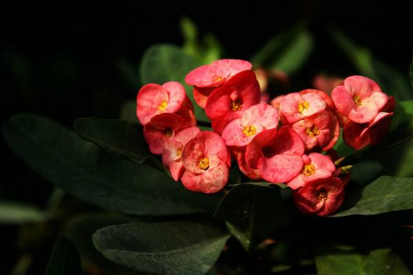 虎刺梅怎么澆水（多久澆一次） 虎刺梅適合在室內養殖嗎
