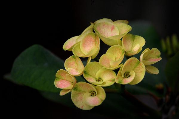 虎刺梅怎么澆水（多久澆一次） 虎刺梅適合在室內養殖嗎