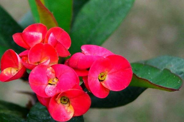 虎刺梅怎么澆水（多久澆一次） 虎刺梅適合在室內養殖嗎