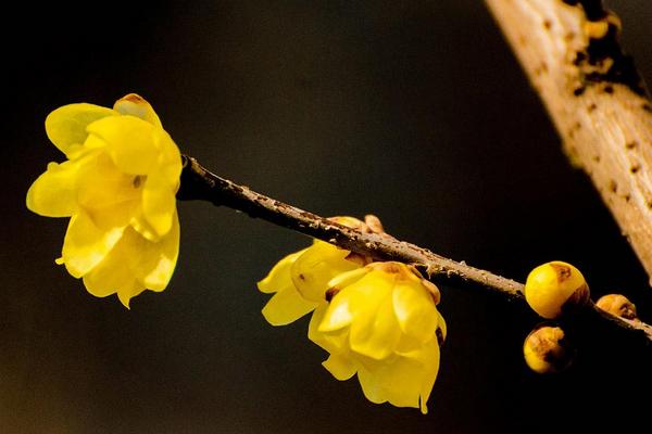 臘梅花什么時(shí)候開 臘梅花期是幾月