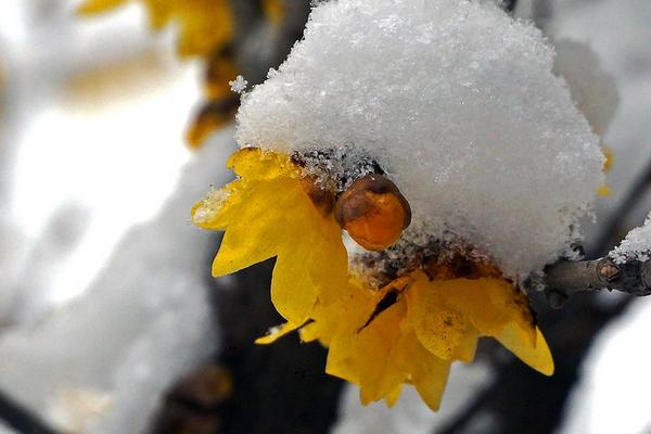 臘梅花什么時(shí)候開 臘梅花期是幾月