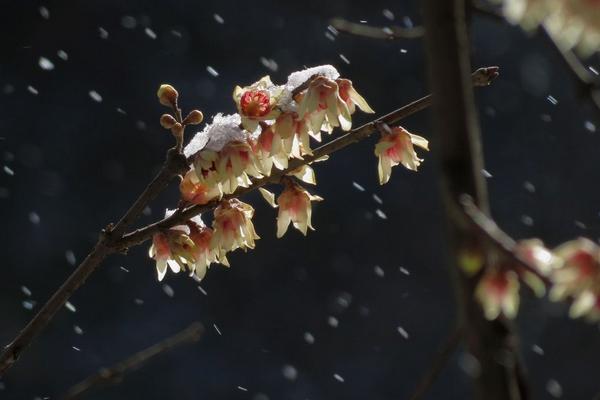 臘梅花什么時(shí)候開 臘梅花期是幾月