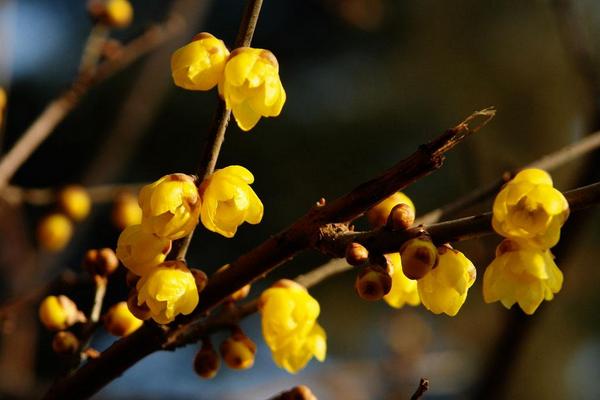 臘梅花什么時(shí)候開 臘梅花期是幾月