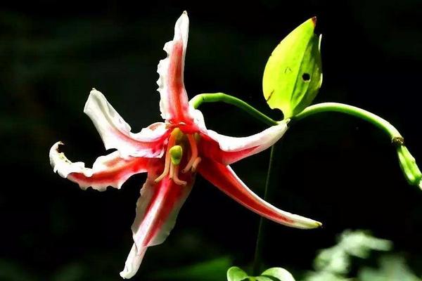 倒掛金鐘好養(yǎng)嗎 倒掛金鐘怎么澆水施肥