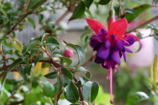 倒掛金鐘什么時(shí)候開(kāi)花（什么季節(jié)、幾月） 倒掛金鐘的花語(yǔ)是什么