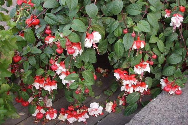 倒掛金鐘什么時(shí)候開(kāi)花（什么季節(jié)、幾月） 倒掛金鐘的花語(yǔ)是什么