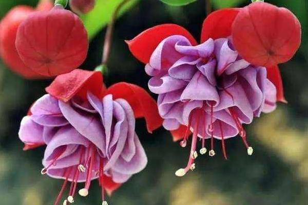 倒掛金鐘什么時(shí)候開(kāi)花（什么季節(jié)、幾月） 倒掛金鐘的花語(yǔ)是什么