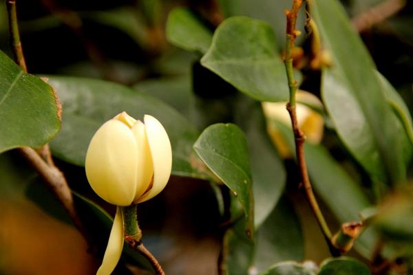 家庭大門口養(yǎng)含笑花有什么好處 含笑花對風水的作用