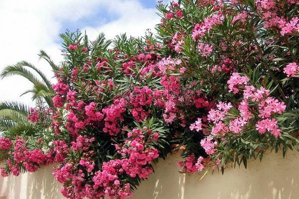 夾竹桃市場(chǎng)價(jià)格多少錢一棵 夾竹桃主要價(jià)值