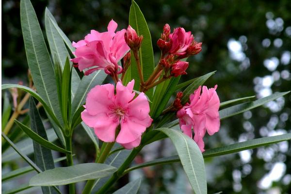 夾竹桃市場價格多少錢一棵 夾竹桃主要價值