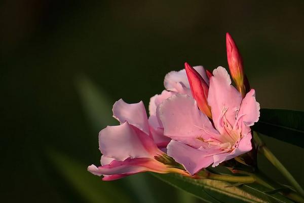 夾竹桃市場價格多少錢一棵 夾竹桃主要價值