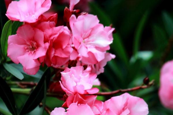 夾竹桃市場價格多少錢一棵 夾竹桃主要價值