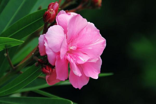 夾竹桃有毒嗎 夾竹桃中毒癥狀及解決方法