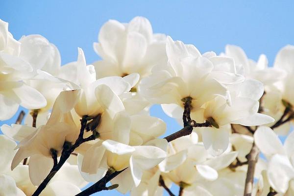 玉蘭花與辛夷花的區別是什么 玉蘭花品種