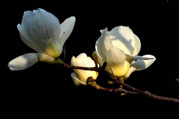 玉蘭花與辛夷花的區別是什么 玉蘭花品種