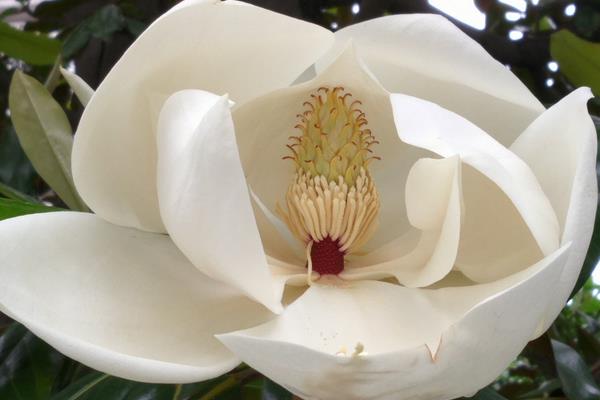 玉蘭花與辛夷花的區別是什么 玉蘭花品種