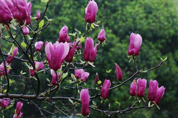 玉蘭花與辛夷花的區別是什么 玉蘭花品種