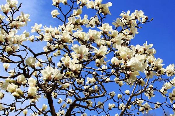 玉蘭花與辛夷花的區別是什么 玉蘭花品種