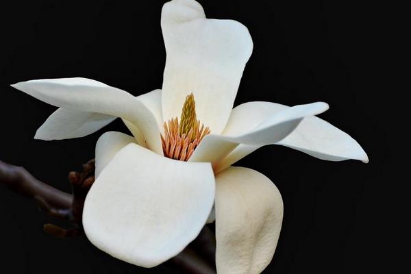 玉蘭花與辛夷花的區別是什么 玉蘭花品種