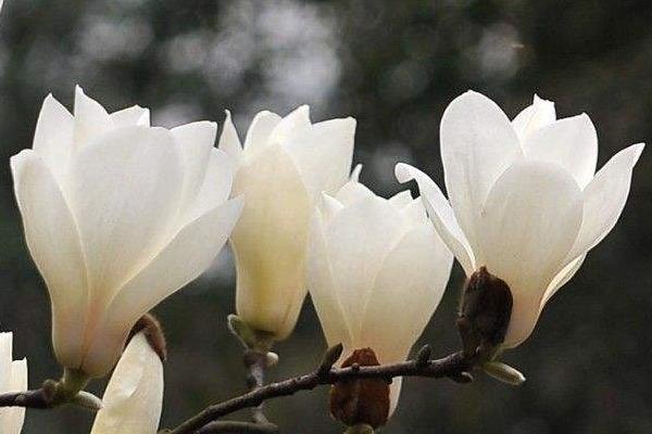 玉蘭花與辛夷花的區別是什么 玉蘭花品種