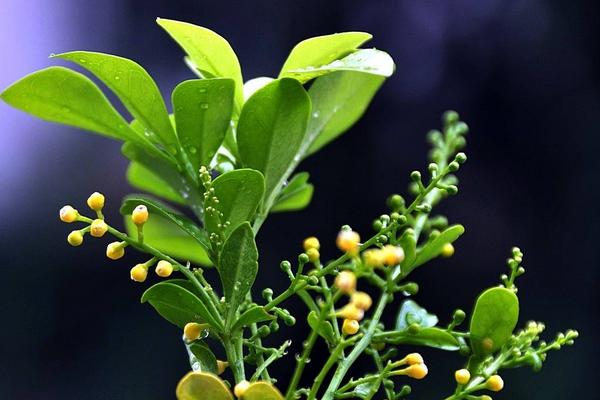 米蘭花怎么澆水（多久澆一次） 米蘭花怎么施肥