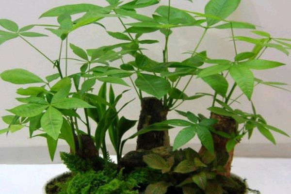 一進門看見發財樹好嗎 發財樹放在家庭哪個位置對風水好