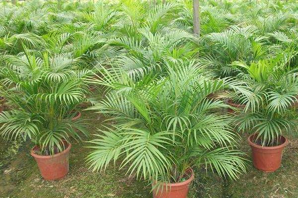 散尾葵怎么養 散尾葵養殖方法與注意事項