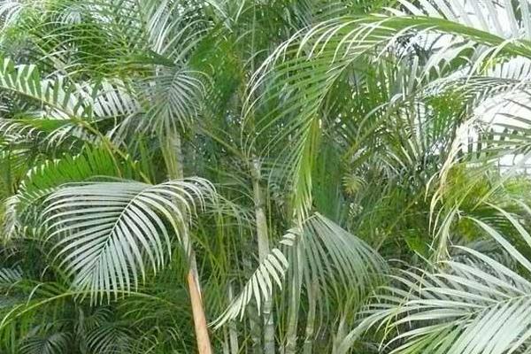 散尾葵怎么養 散尾葵養殖方法與注意事項