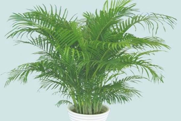 散尾葵怎么養 散尾葵養殖方法與注意事項