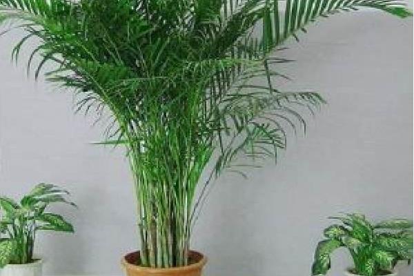 散尾葵怎么養 散尾葵養殖方法與注意事項