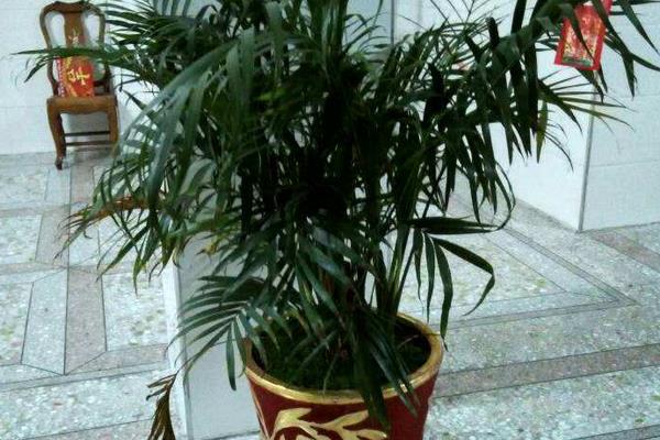 散尾葵怎么養 散尾葵養殖方法與注意事項