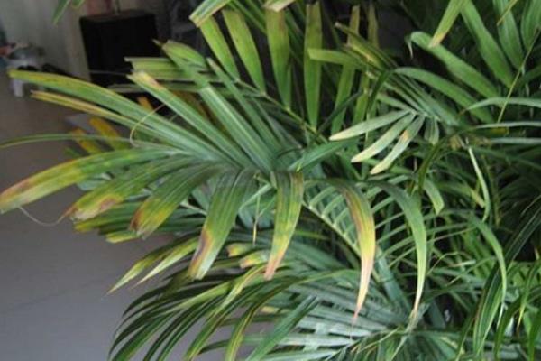 散尾葵怎么養 散尾葵養殖方法與注意事項