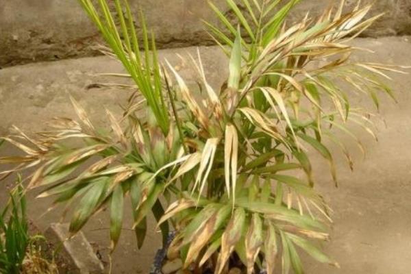 散尾葵怎么養 散尾葵養殖方法與注意事項