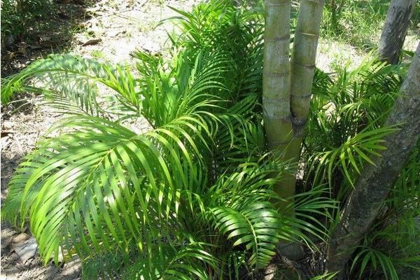 散尾葵繁殖方法 散尾葵開花嗎