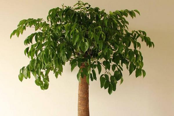 幸福樹吸甲醛嗎 幸福樹能凈化空氣嗎